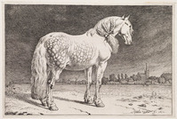 TvB G 2245
<br/>
Friese schimmel
<br/>
<em>Potter, Paulus (1625-1654)</em>